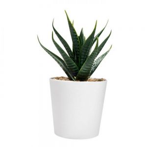 SET DE PLANTAS ALISO personalizada